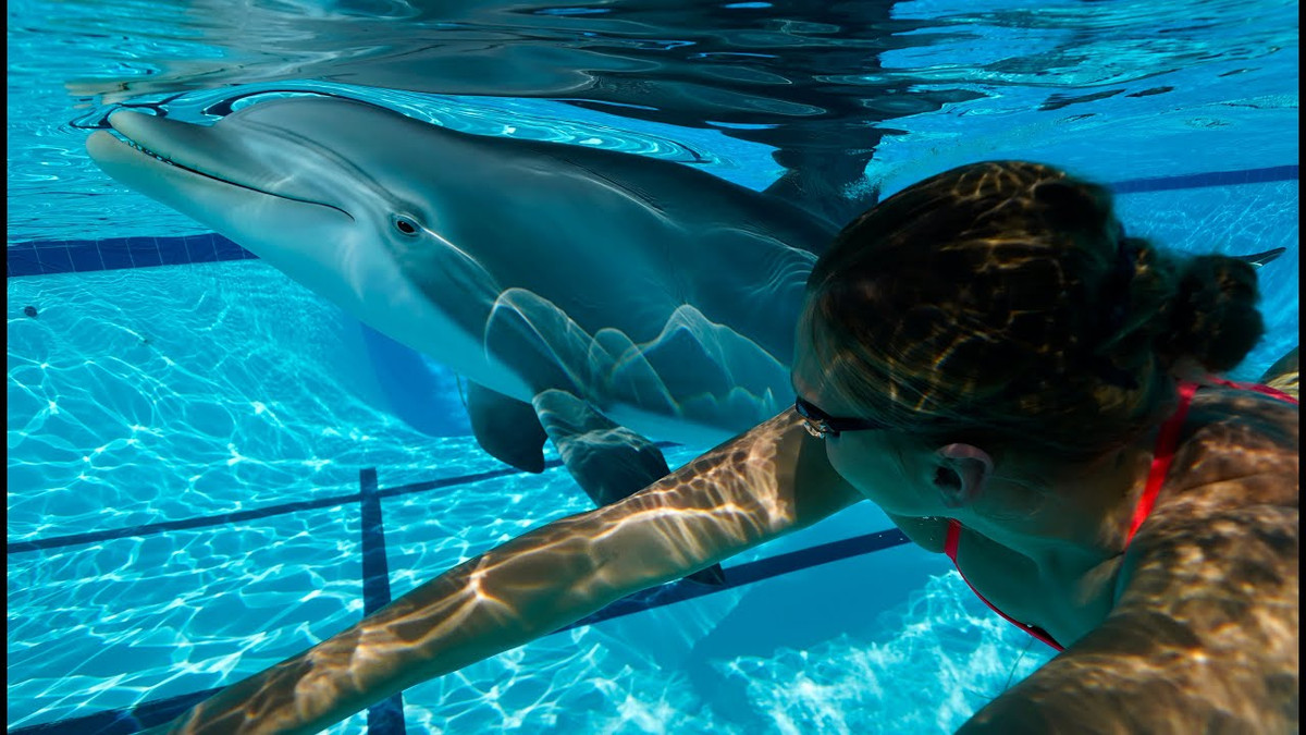 “Lần đầu tiên nhìn thấy con cá heo này, tôi đã nghĩ nó là thật” - một phụ nữ bơi cùng chú cá heo robot được điều khiển từ xa cho biết.