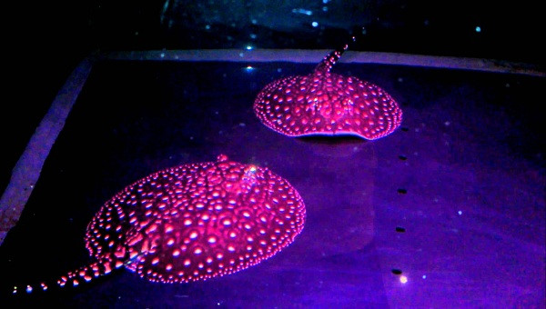 Chưa kể cá sam thường được nuôi cùng cá rồng và cá hổ. Để nuôi được những dòng cá cao cấp đều bắt buộc phải có bể tốt để đảm bảo nước và nhiệt độ, môi trường sống phù hợp cho cá, có thể lên đến vài chục triệu đồng.