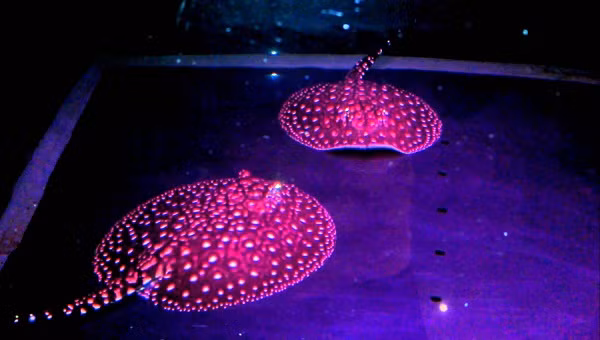 Chưa kể cá sam thường được nuôi cùng cá rồng và cá hổ. Để nuôi được những dòng cá cao cấp đều bắt buộc phải có bể tốt để đảm bảo nước và nhiệt độ, môi trường sống phù hợp cho cá, có thể lên đến vài chục triệu đồng.