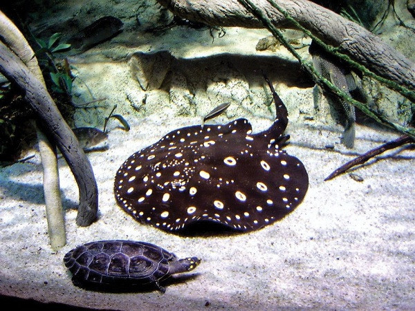 Với người nuôi cá, hầu hết tai nạn với cá sam đều xảy ra khi bắt cá hoặc dọn bể cá, một chút bất cẩn sẽ dễ dính nọc độc nguy hiểm. Nếu bị gai đâm phải sẽ tạo ra vết rộp lớn và cảm giác rát bỏng, nhiều người bị đâm toạc máu.