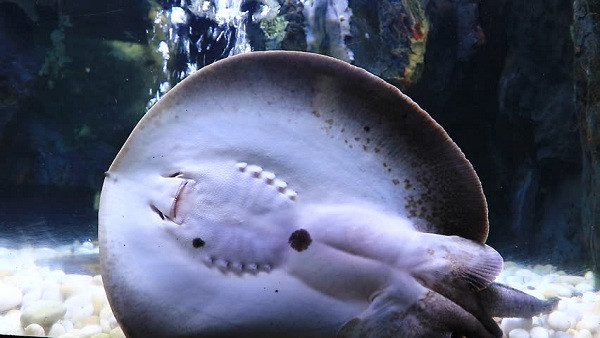 Vốn là một loài vật rất hiền lành tuy nhiên sam lại sở hữu cái đuôi dài nhọn có độc - cũng là vũ khí quan trọng giúp chúng tồn tại và phát triển đến ngày nay. Bởi vậy nuôi cá sam cảnh là thú vui nhưng cũng là nỗi sợ với dân chơi cá cảnh khi quyết định lựa chọn.