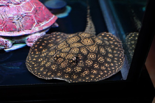 Thời gian đầu mới chơi, do chưa hiểu về loài này, nhiều lần anh mua phải sam yếu, kết hợp việc non kinh nghiệm chăm sóc nên cá chết, tổn thất đến vài trăm triệu đồng.