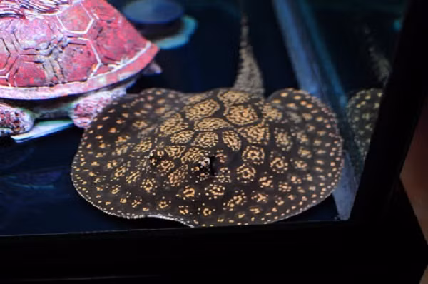 Thời gian đầu mới chơi, do chưa hiểu về loài này, nhiều lần anh mua phải sam yếu, kết hợp việc non kinh nghiệm chăm sóc nên cá chết, tổn thất đến vài trăm triệu đồng.