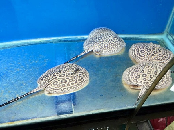 Cá sam có nhiều loại, hiện được rao bán trên thị trường quốc tế dao động từ vài trăm triệu tới cả tỷ đồng. Tại Việt Nam người ta thường chơi sam cảnh vài triệu đồng, những con sam đẹp có thể lên tới 80- 100 triệu đồng/con, loại có giá cao như sam black diamond thuần chủng size 22 khoảng 17- 60 triệu đồng; sam hoàng đế giá 15- 20 triệu đồng.