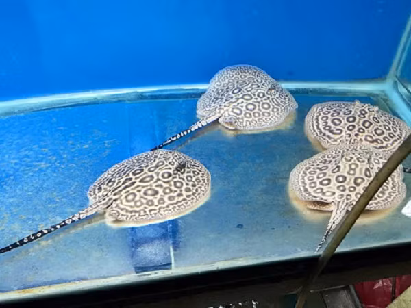 Cá sam có nhiều loại, hiện được rao bán trên thị trường quốc tế dao động từ vài trăm triệu tới cả tỷ đồng. Tại Việt Nam người ta thường chơi sam cảnh vài triệu đồng, những con sam đẹp có thể lên tới 80- 100 triệu đồng/con, loại có giá cao như sam black diamond thuần chủng size 22 khoảng 17- 60 triệu đồng; sam hoàng đế giá 15- 20 triệu đồng.