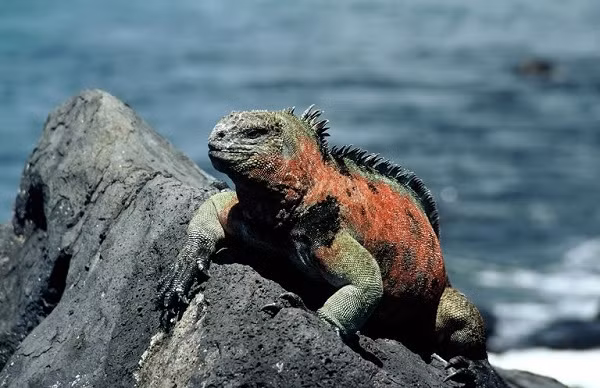 Thằn lằn Iguana được IUCN xếp vào danh mục loài dễ bị tổn thương, được bảo vệ theo luật pháp của Ecuador khi bị đe dọa bởi hiện tượng El Nino khiến lượng thức ăn của chúng giảm sút.