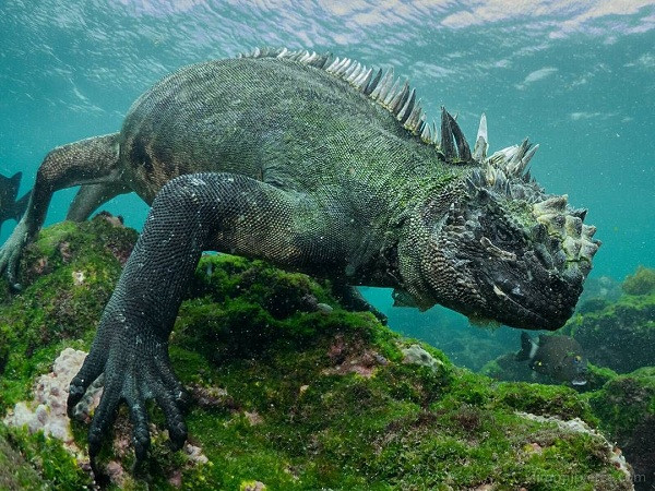 Thằn lằn biển Iguana (Amblyrhynchus cristatus) là loài sinh vật đặc hữu chỉ có ở quần đảo Galápagos, ngoài khơi Ecuador. Đây cũng là một trong những loài thằn lằn, bò sát hiếm hoi sống được ở biển và được mệnh danh là quái vật Godzilla của đại dương.