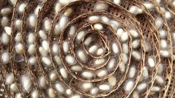 Cho con tằm ăn ống nano carbon và graphen, các nhà khoa học Trung Quốc tạo ra loại tơ siêu bền, khỏe hơn thép và dẫn được cả điện. Rất có thể loại tơ này sẽ được sử dụng trong cả đồ điện tử trong tương lai.