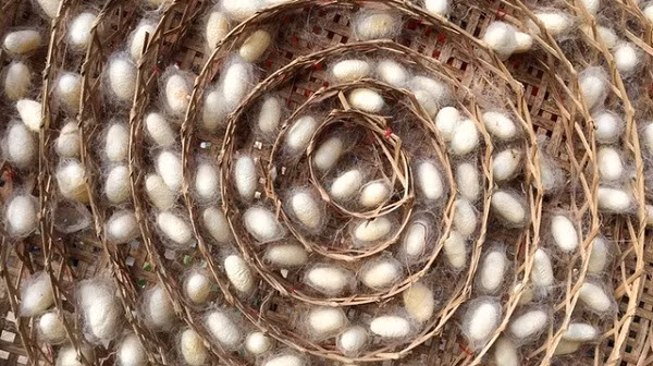 Cho con tằm ăn ống nano carbon và graphen, các nhà khoa học Trung Quốc tạo ra loại tơ siêu bền, khỏe hơn thép và dẫn được cả điện. Rất có thể loại tơ này sẽ được sử dụng trong cả đồ điện tử trong tương lai.