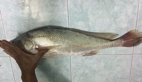 Doanh nhan Sai Gon cau duoc ca su vang hon 2kg-Hinh-3