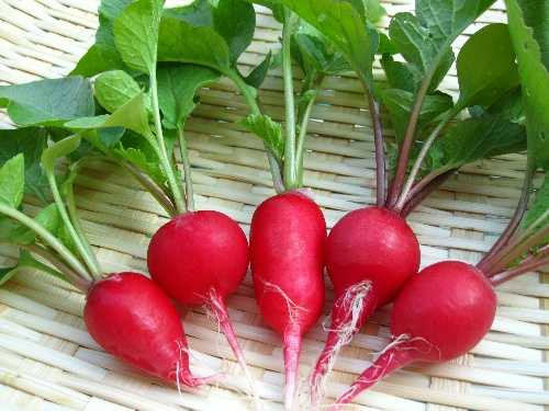 Nhung loi ich sieu tot cua rau mau do doi voi suc khoe-Hinh-2