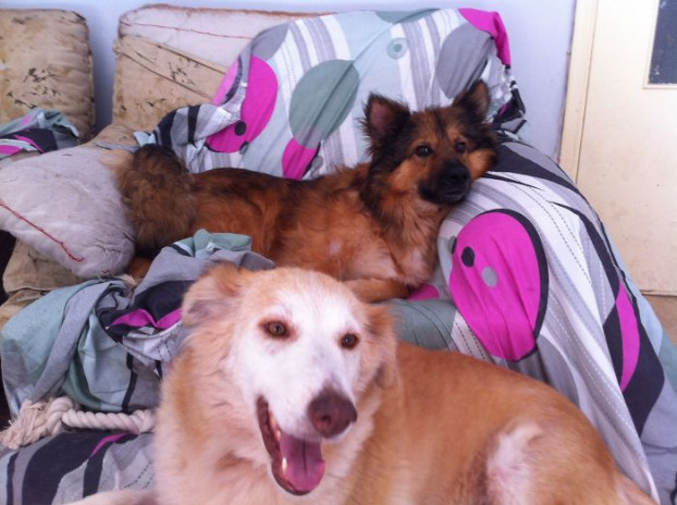 Hai chu cho hoang tuyet vong phai an ca tui nilon duoc giai cuu