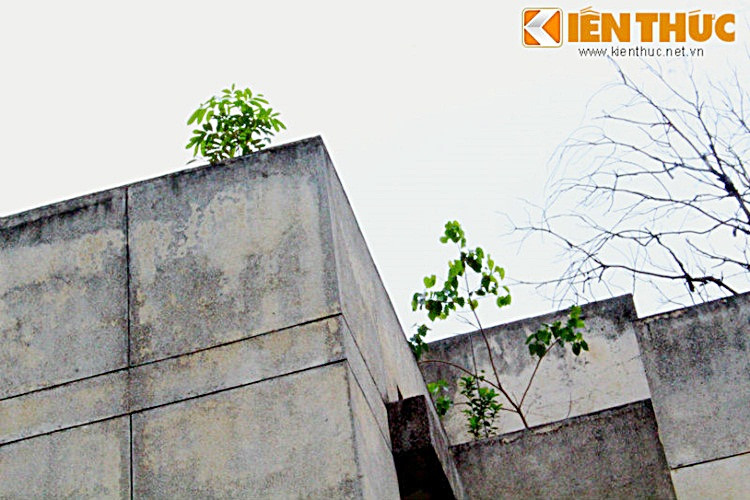 Cây dại mọc nhiều trên tầng thượng của ngôi nhà.