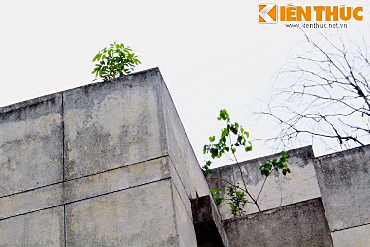 Cây dại mọc nhiều trên tầng thượng của ngôi nhà.