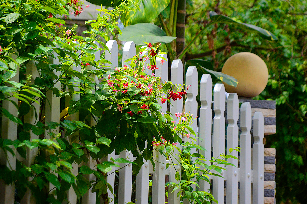 Những chùm hoa giun đỏ, hồng đem lại màu sắc vô cùng bắt mắt.