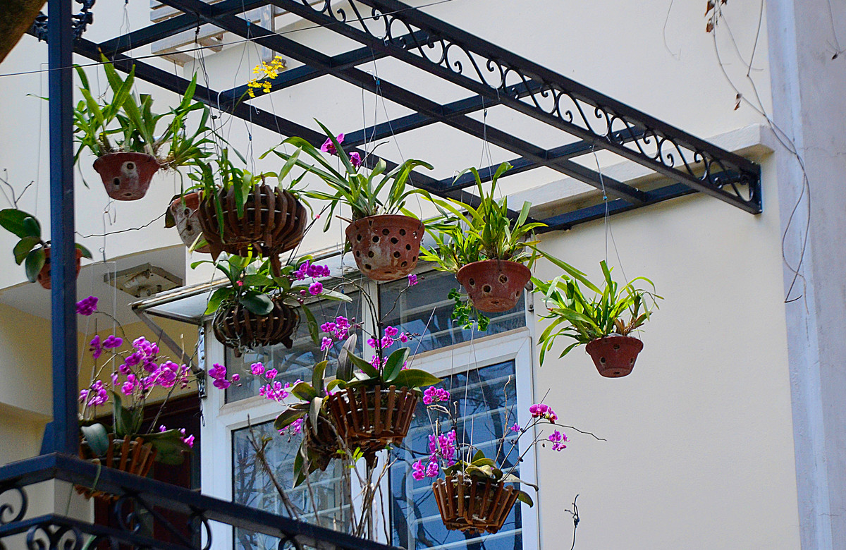 Những giỏ lan tuyệt đẹp khiến ngôi nhà càng trở nên xinh xắn.