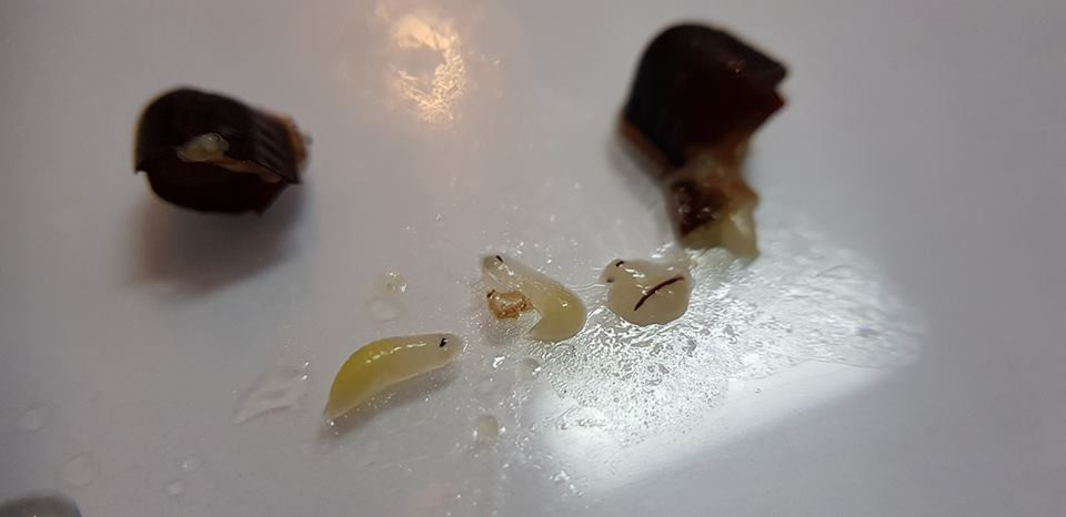 "Dị vật" được cho là xuất hiện bên trong cốc trà sữa Gong Cha. Ảnh chụp màn hình: Facebook Lam Herry.