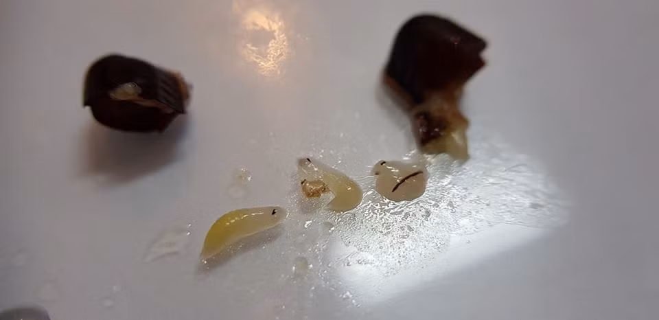 "Dị vật" được cho là xuất hiện bên trong cốc trà sữa Gong Cha. Ảnh chụp màn hình: Facebook Lam Herry.