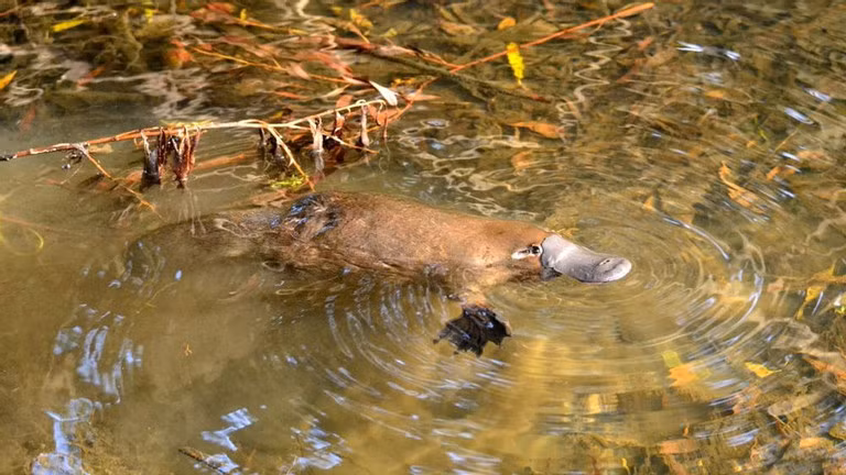 Con thu mo vit 'cu tuyet giao phoi', gia mang thai danh lua so thu-Hinh-2