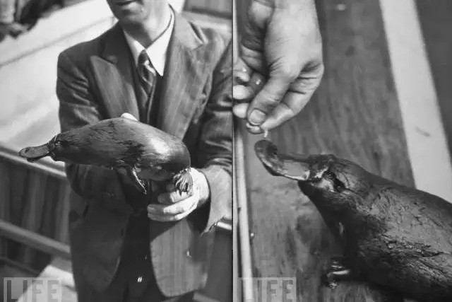 Con thu mo vit 'cu tuyet giao phoi', gia mang thai danh lua so thu