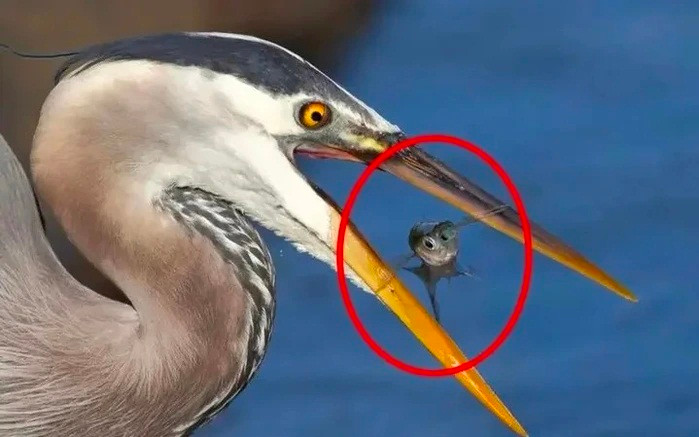 Bi mat cua su tien hoa: Tai sao chim khong co rang?