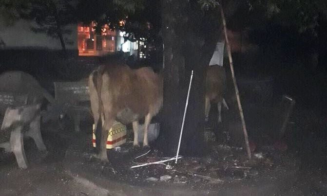 Tang vật vụ trộm là 2... con bò.