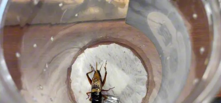 Một GenZ ở Trung Quốc có thu nhập “khủng” nhờ nuôi dế - Hình 2 Mot GenZ o Trung Quoc co thu nhap “khung” nho nuoi de-Hinh-2