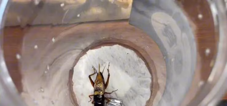 Mot GenZ o Trung Quoc co thu nhap “khung” nho nuoi de-Hinh-2