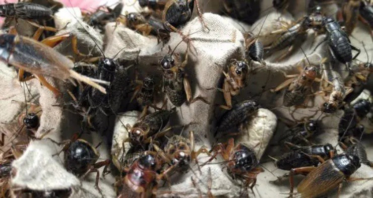 Một GenZ ở Trung Quốc có thu nhập “khủng” nhờ nuôi dế - Hình 3 Mot GenZ o Trung Quoc co thu nhap “khung” nho nuoi de-Hinh-3