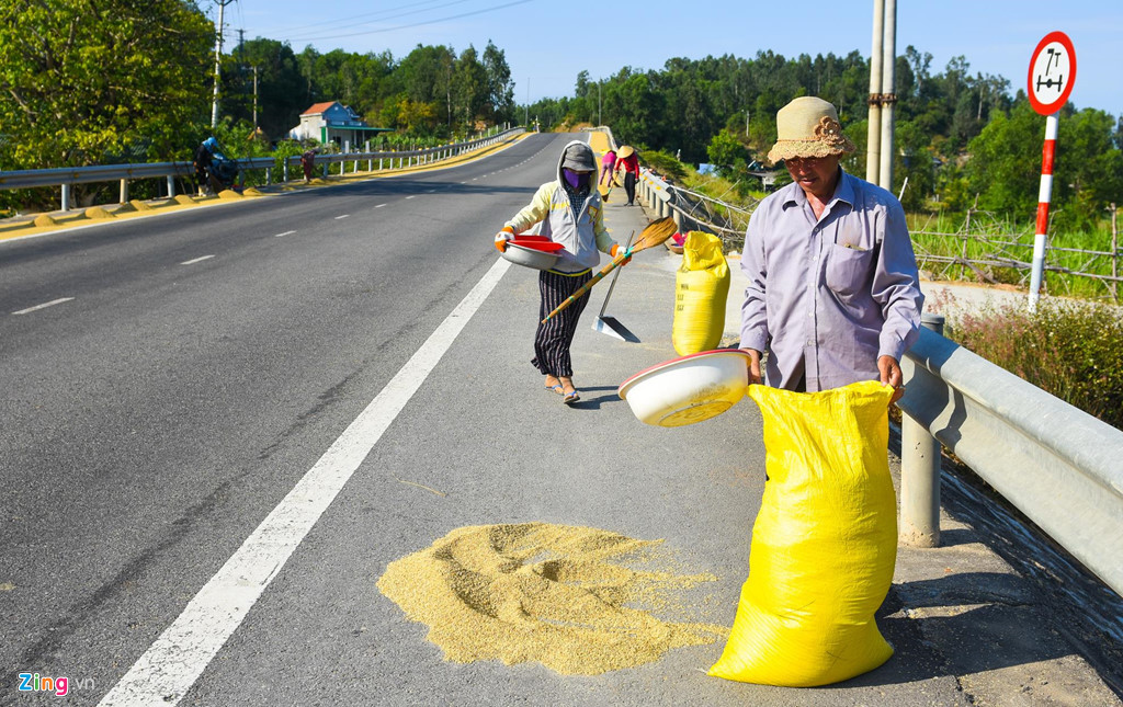 Người dân xã Phổ Thạnh, huyện Đức Phổ (Quảng Ngãi) chở lúa lên tuyến tránh quốc lộ 1 đoạn qua thị trấn Sa Huỳnh để phơi. Đến cuối buổi chiều, họ quét gom lại đổ về bao vận chuyển về nhà.
