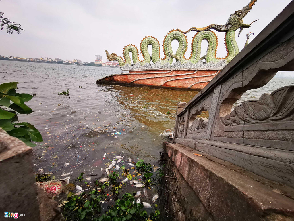 Sáng 8/4, người dân ven bờ hồ Tây đoạn từ phố Trích Sài đến công viên nước phát hiện vô số xác cá chết nổi ven bờ.