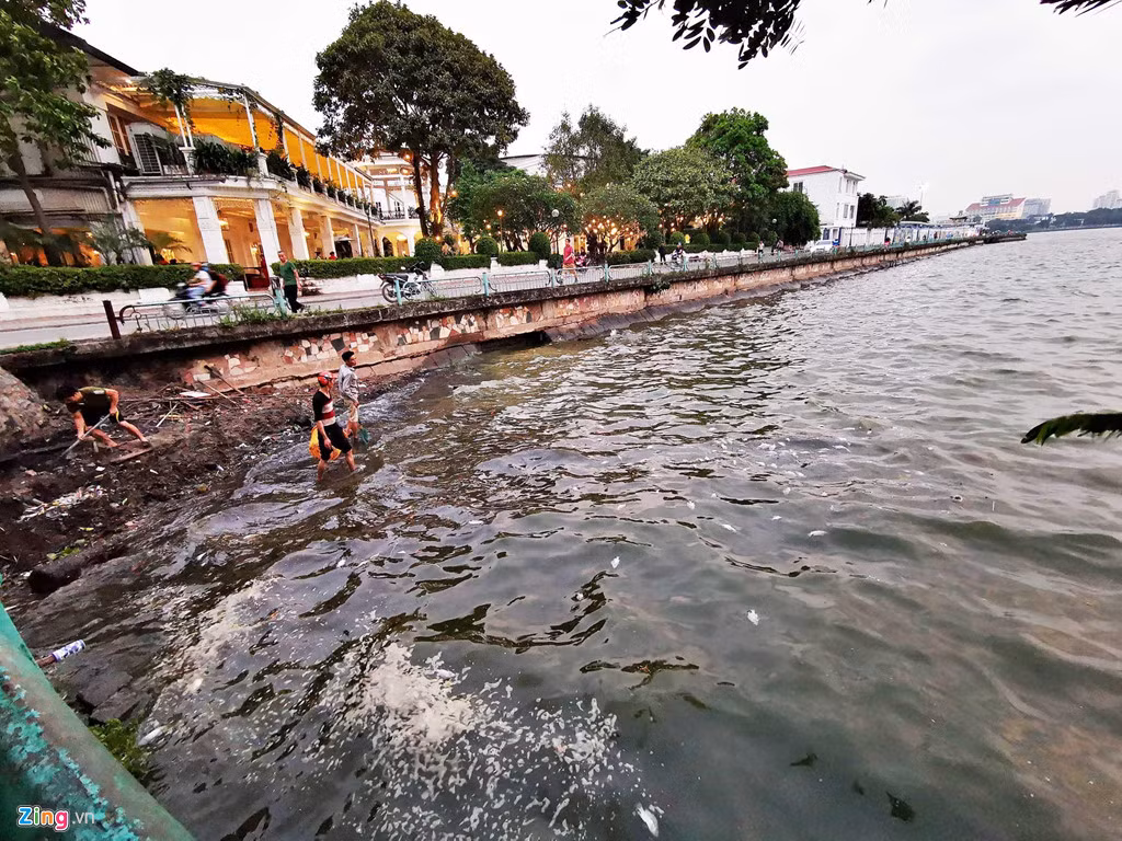 Vị trí tập trung nhiều xác cá nhất là bờ hồ giáp công viên nước Hồ Tây.