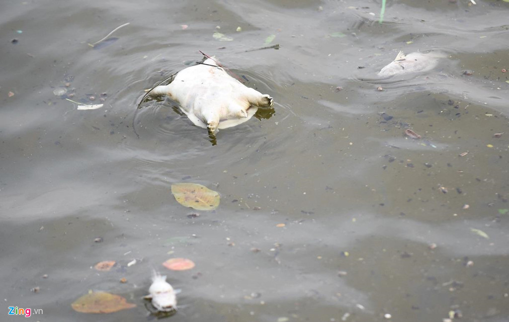 Cá chết chủ yếu là rô phi, chép, trê,... với kích cỡ cả to lẫn nhỏ. Không chỉ cá, cả xác ba ba cũng nổi dạt vào bờ.