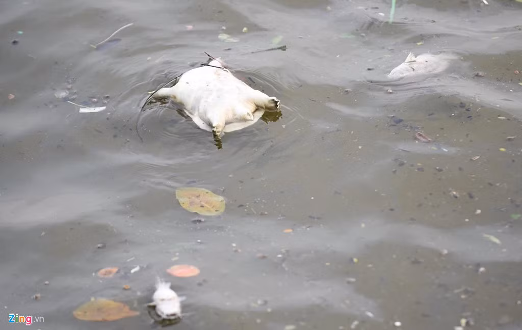 Cá chết chủ yếu là rô phi, chép, trê,... với kích cỡ cả to lẫn nhỏ. Không chỉ cá, cả xác ba ba cũng nổi dạt vào bờ.