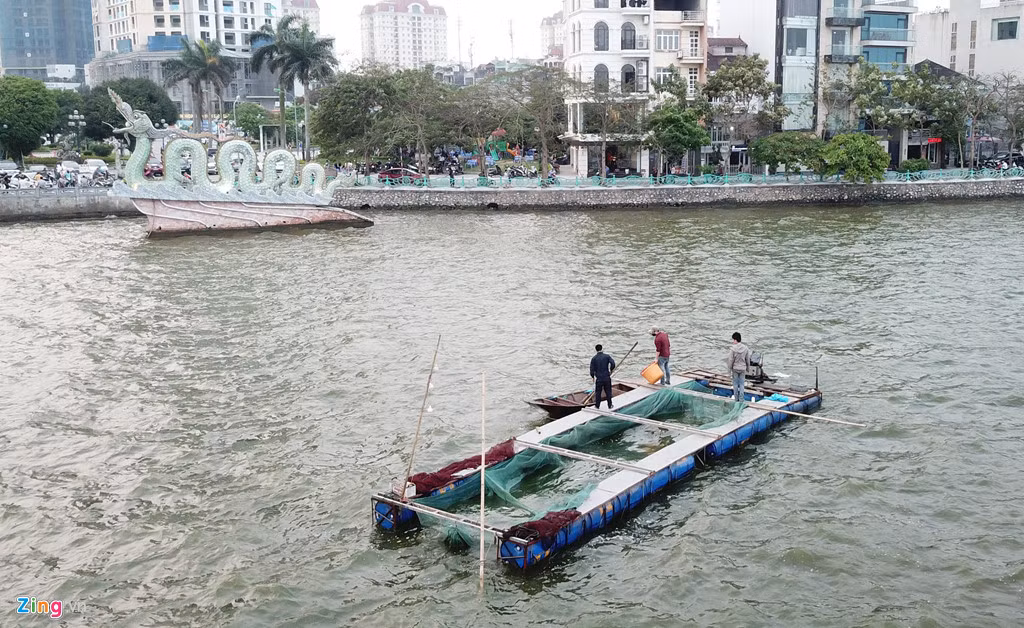 Việc gom vớt cá được tiến hành từ sáng sớm.