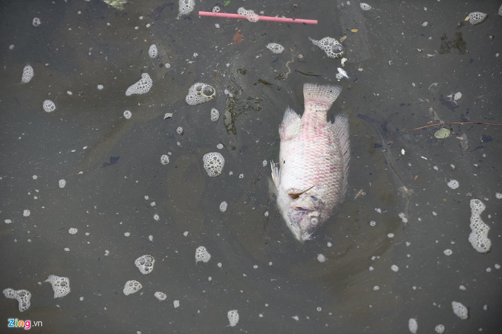 Các cơ quan chức năng vẫn chưa phản hồi về nguyên nhân cá chết. Từ trước đến nay thường có 2 nguyên nhân dẫn đến tình trạng này là do nước hồ ô nhiễm và thời tiết thay đổi đột ngột.