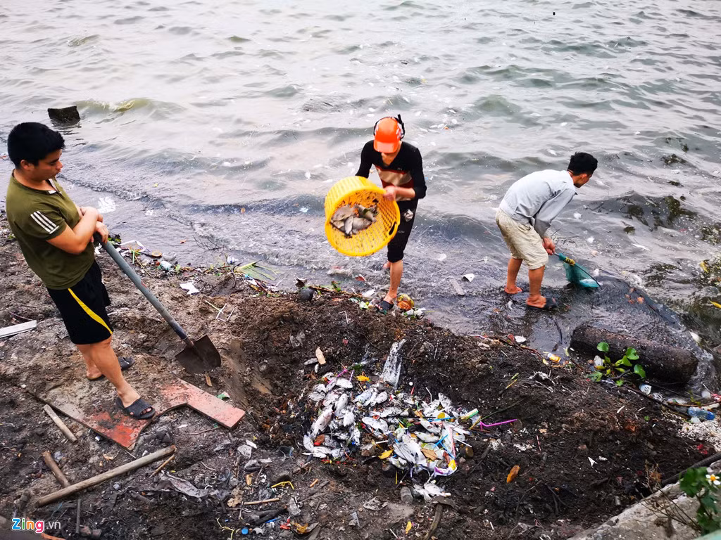 Một nhóm người vớt xác cá rồi đào hố chôn ngay tại mép hồ.