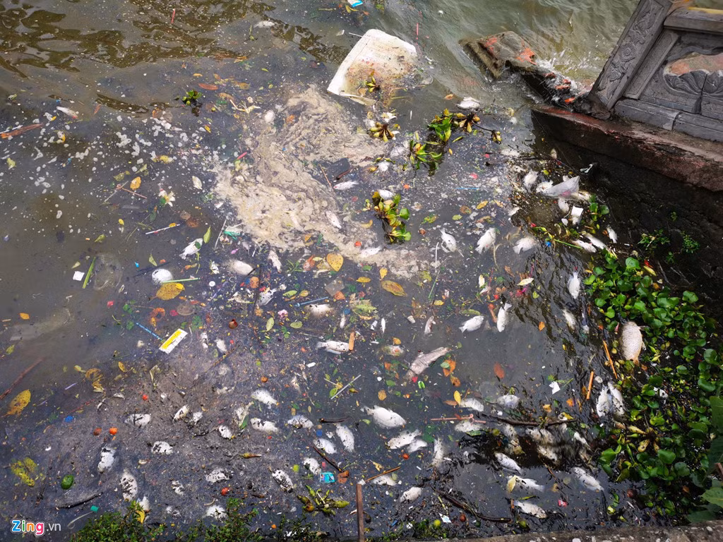 Thời tiết nóng nực khiến xác cá nhanh chóng phân hủy, bốc mùi hôi thối.