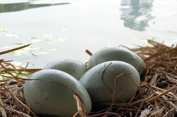 Tận mắt ngắm đàn thiên nga đẻ trứng ở hồ Thiền Quang - Hình 6 Tan mat ngam dan thien nga de trung o ho Thien Quang-Hinh-6