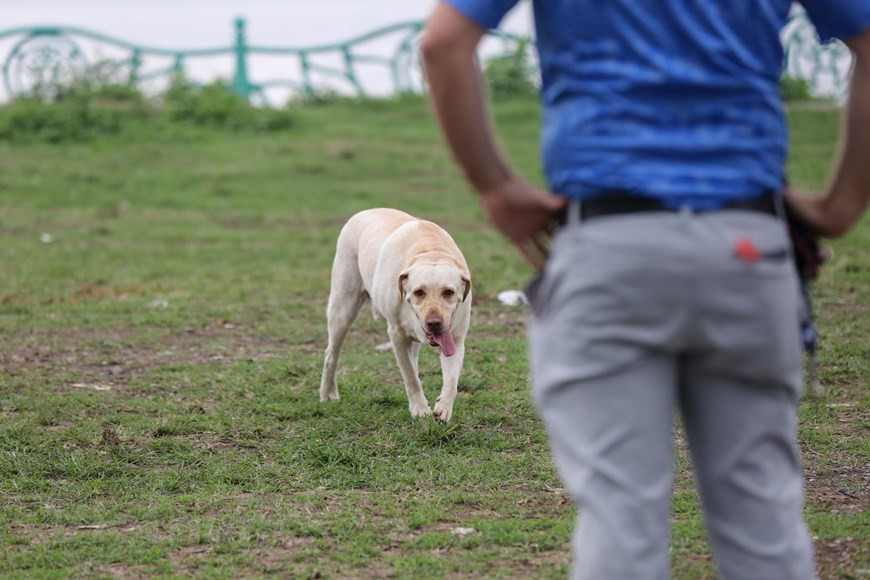 Không khó để bắt gặp cảnh tượng mỗi chiều ở những công viên, vườn hoa người dân mang chó ra để tập luyện. (Ảnh: Minh Sơn/Vietnam+)