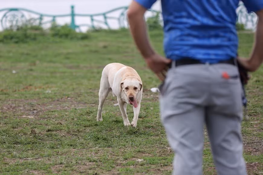 Không khó để bắt gặp cảnh tượng mỗi chiều ở những công viên, vườn hoa người dân mang chó ra để tập luyện. (Ảnh: Minh Sơn/Vietnam+)