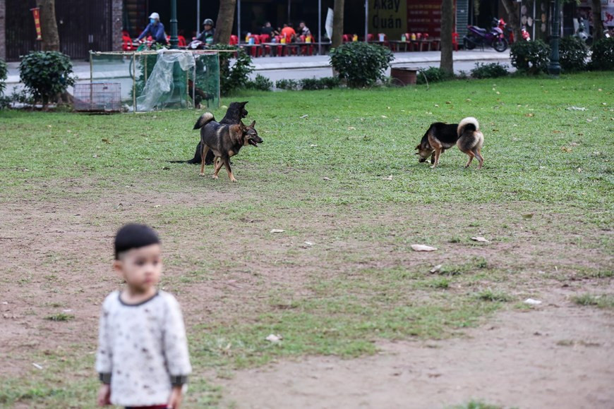 Ha Noi: Cho van duoc tha rong bat chap nhieu tai nan chet nguoi-Hinh-4