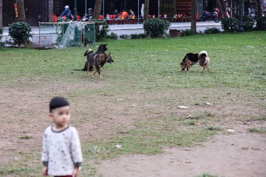 Việc chó thả rông có thể gây nguy hiểm cho bất cứ ai đặc biệt là trẻ em. Trước đó trong tối ngày 3/4, một cháu bé khoảng 7 tuổi ở Kim Động, Hưng Yên đã bất ngờ bị nhiều con chó 'nổi điên' tấn công dẫn tới tử vong. (Ảnh: Minh Sơn/Vietnam+)