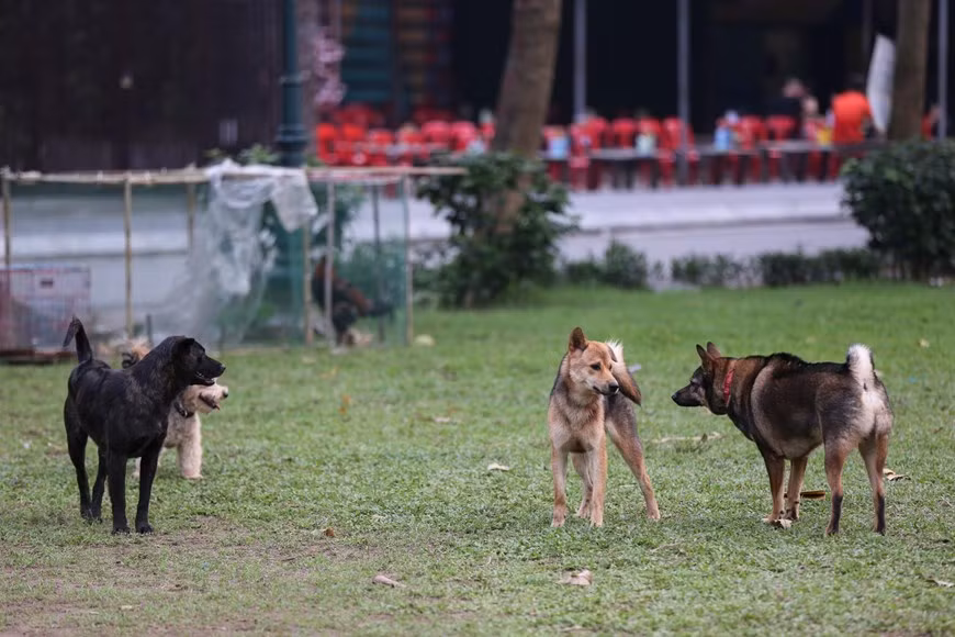 Đã gần 2 năm từ khi Nghị định 90/2017/NĐ-CP của Chính phủ, (15/9/2017) đối với hành vi không đeo rọ mõm cho chó hoặc không xích giữ chó, không có người dắt khi đưa chó, chó thả rông ra nơi công cộng sẽ bị phạt từ 600.000 đồng đến 800.000 đồng. (Ảnh: Minh Sơn/Vietnam+)