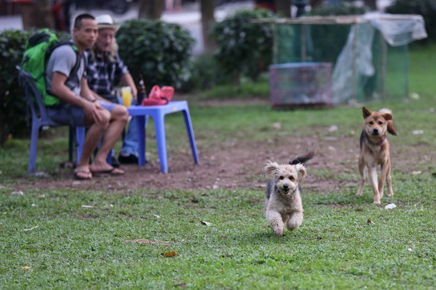 Ha Noi: Cho van duoc tha rong bat chap nhieu tai nan chet nguoi-Hinh-2