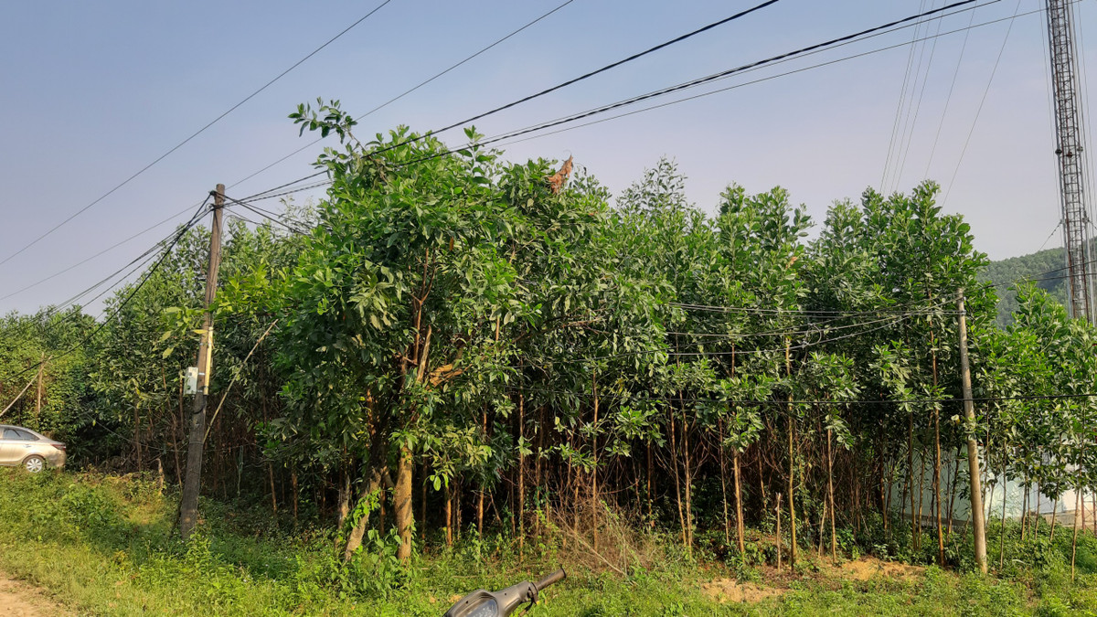 Nhan vien VNPT bi dien giat chet khi lap day mang wifi