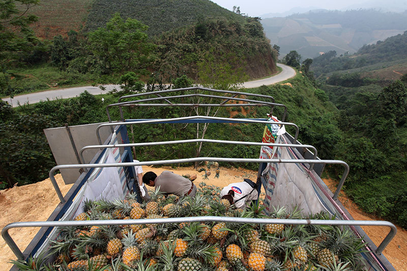 Chủ buôn không muốn công khai danh tính cho biết trong ngày 10/3/2019 ông phải thuê người đổ bỏ 4 xe tải dứa như thế này.