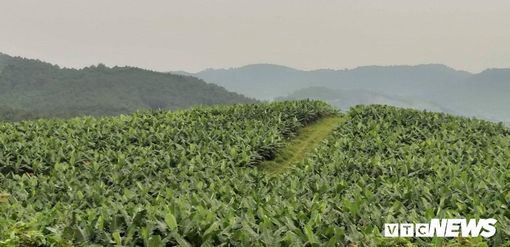 Dan bo hon 40.000 con khien cha con ong Tran Bac Ha bi bat gio o dau?