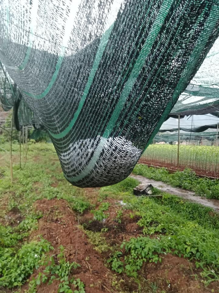 Ông Mùi Văn Nguyên, sinh sống tại thị trấn Mộc Châu cho biết: Gia đình tôi có hơn 2 ha trồng mận hậu và vận tam hoa, hiện đang vào vụ thu hoạch. Mưa đá với giông lốc thế này không biết có còn được chút ít nào không. Diện tích trồng mận này là nguồn thu chính của gia đình.