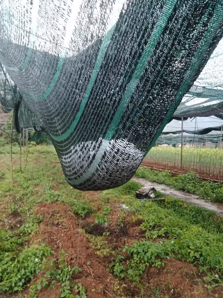 Ông Mùi Văn Nguyên, sinh sống tại thị trấn Mộc Châu cho biết: Gia đình tôi có hơn 2 ha trồng mận hậu và vận tam hoa, hiện đang vào vụ thu hoạch. Mưa đá với giông lốc thế này không biết có còn được chút ít nào không. Diện tích trồng mận này là nguồn thu chính của gia đình.